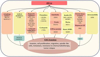 Therapeutic Targeting Hypoxia-Inducible Factor (HIF-1) in Cancer: Cutting Gordian Knot of Cancer Cell Metabolism